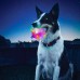 Köpek Oyuncağı Kedi Oyuncağı Işıklı Pilli Zıp Zıp Top Müzikli